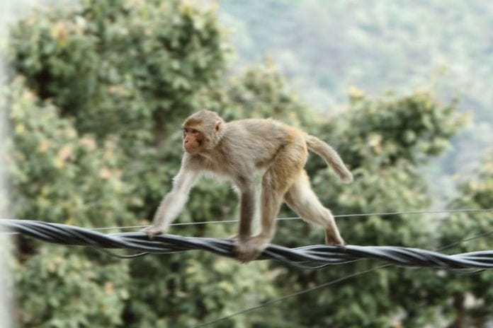 fiber monkeys india