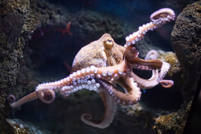 internet of things octopus