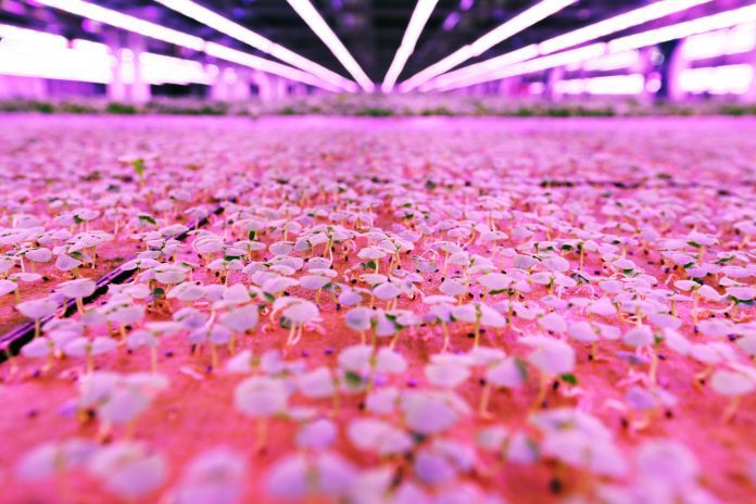 Vertical growing – trays of early growing plants under LED lighting. (Picture: Lorne Campbell / Guzelian)