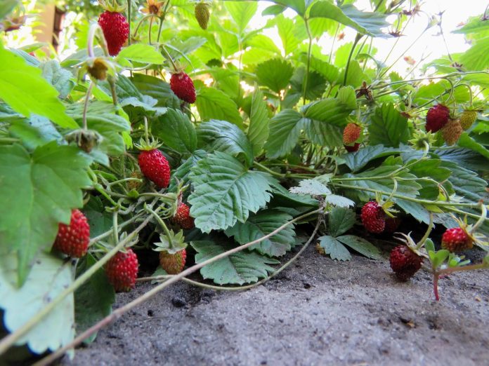 smart agriculture strawberry strawberries