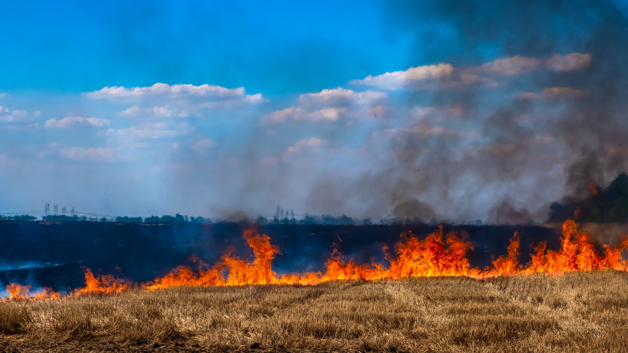 wildfires